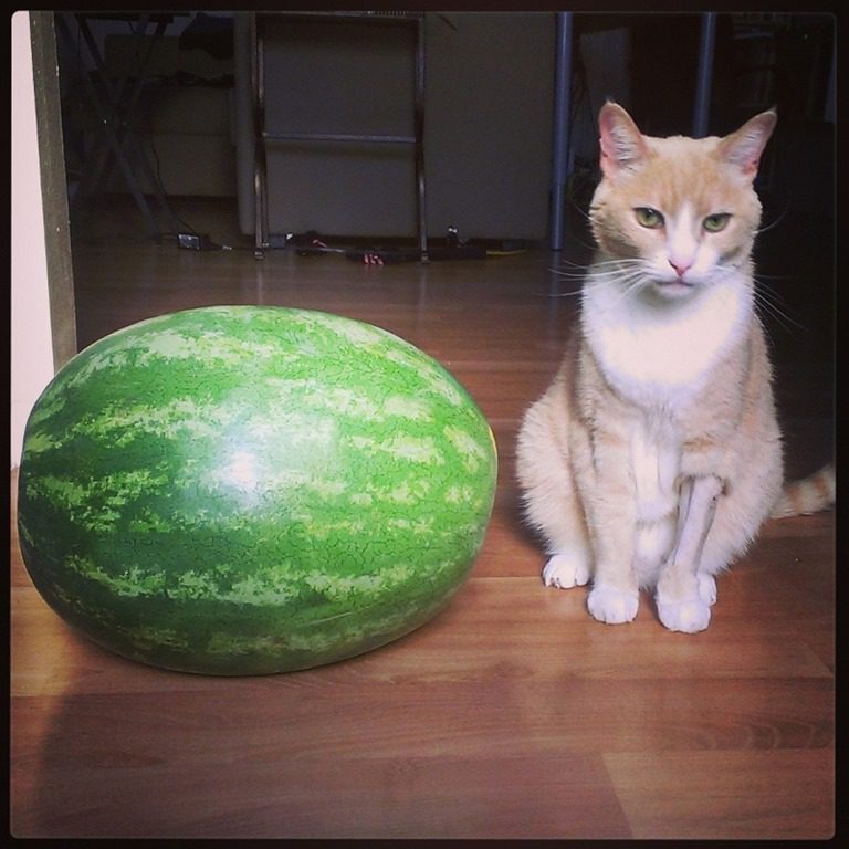 Silent Saturday–A Watermelon and a cat