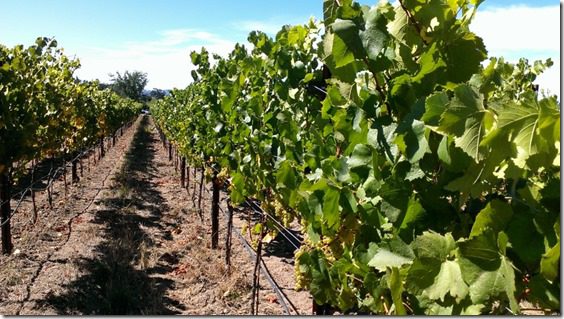 santa rosa vineyards (800x450)