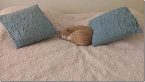 sleepy cat (800x450)