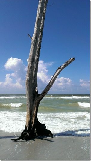 beautiful beach tree (450x800)