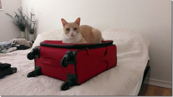 cat on suitcase (800x450)
