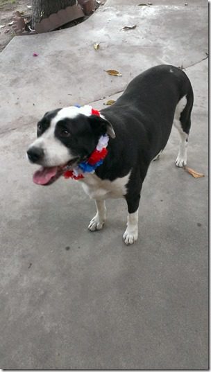 dog with a lei (450x800)