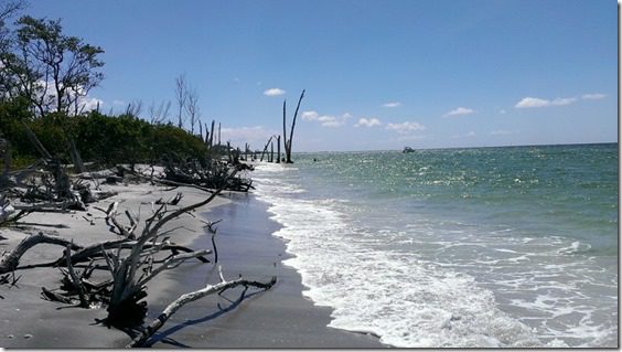 florida beach with drift wood (800x450)
