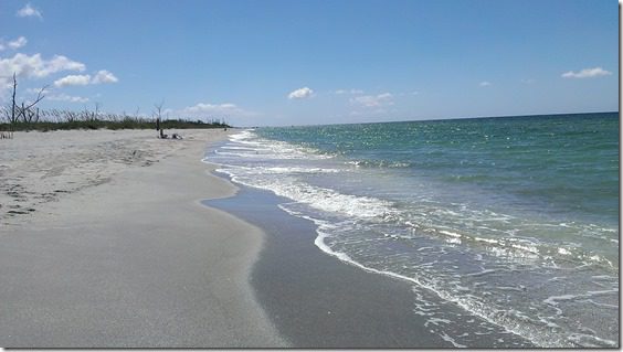 florida beach with trees