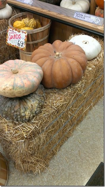 trader joes cinderalla pumpkins (450x800)