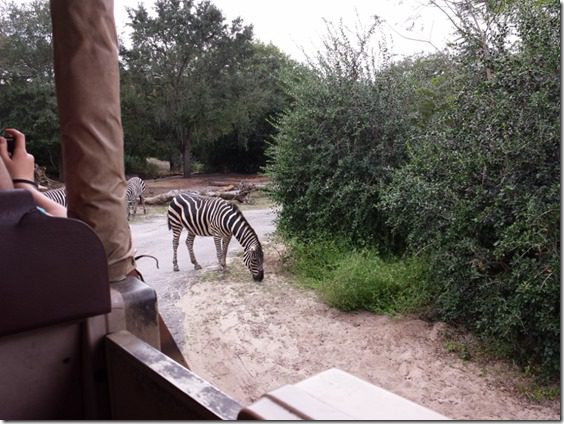 animal kingdom zebra