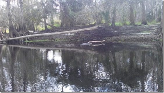 alligator canoe (480x271)