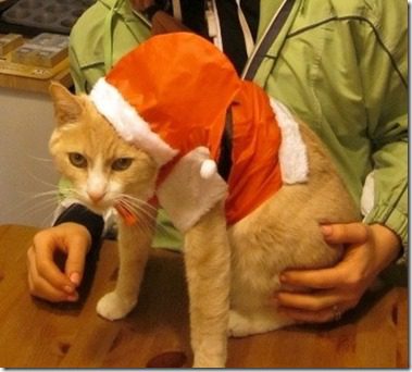 santa cat