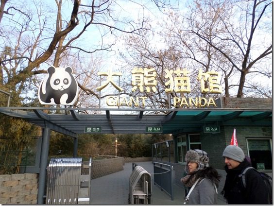 giant panda exhibit 