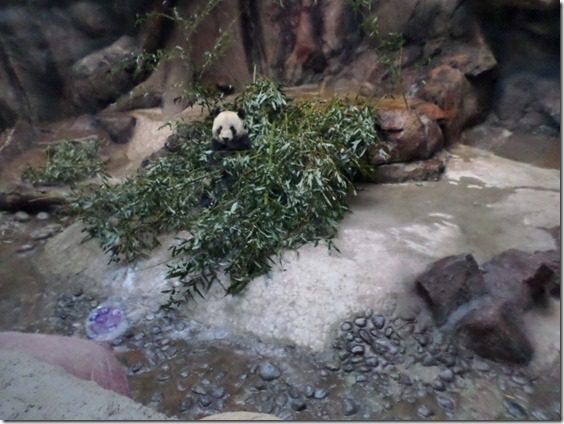 i love you panda food blogger post from china zoo