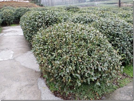 green tea bush in china travel blog post