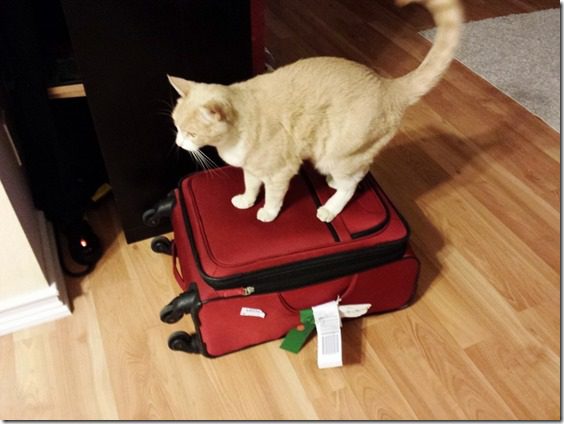 cat on my suitcase (800x600)