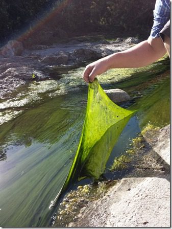 algae on a walk (600x800)