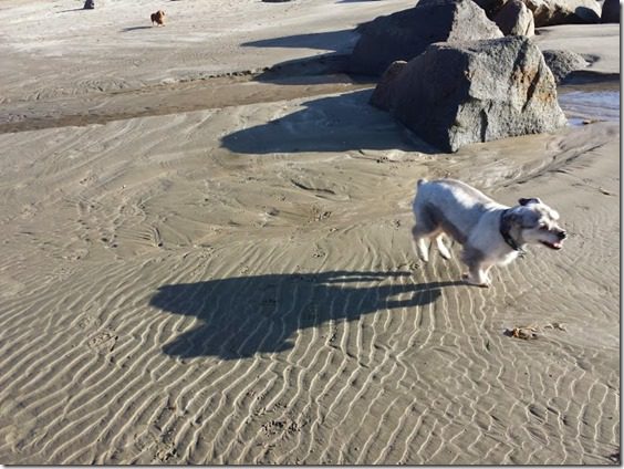 random dogs on the beach travel blog (669x502)