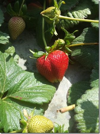 california strawberry farm visit 2 (600x800)