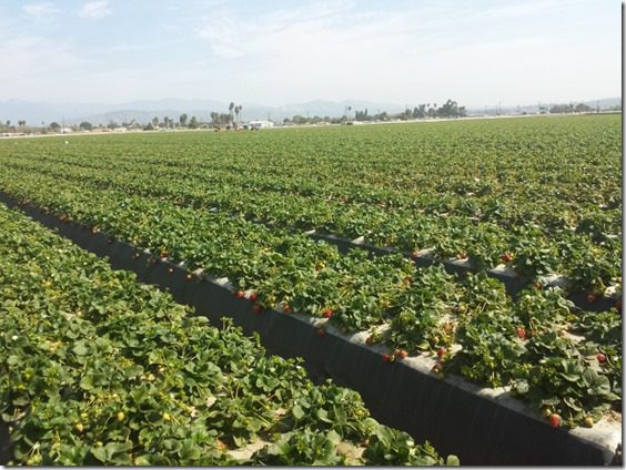 california strawberry farm visit 4 (800x600)