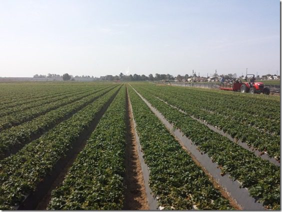 california strawberry farm visit blog (800x600)