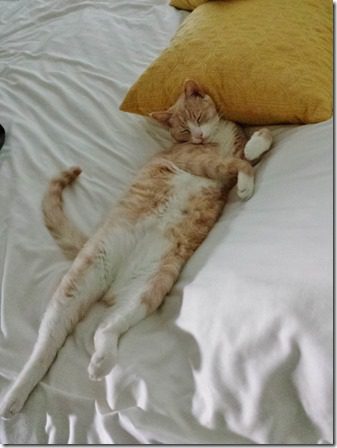 let sleeping cats lie (600x800)