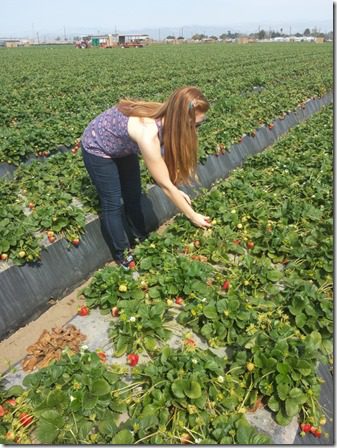 strawberry farm terry berry tour 4 (600x800)