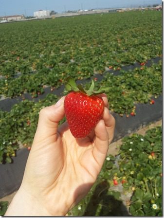 strawberry farm terry berry tour 5 (600x800)