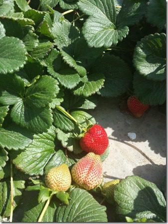 strawberry farm terry berry tour 6 (600x800)