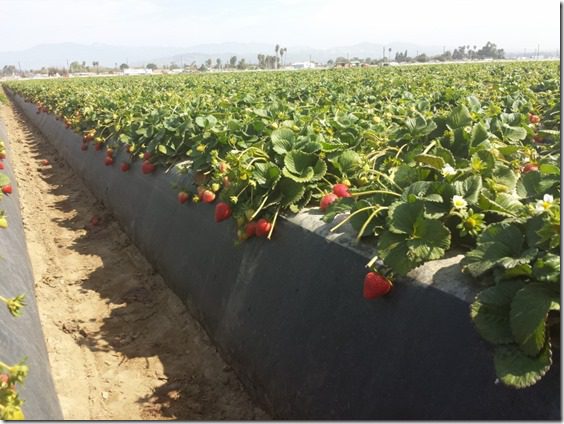 strawberry farm terry berry tour 7 (800x600)