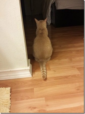 cat butt (600x800)