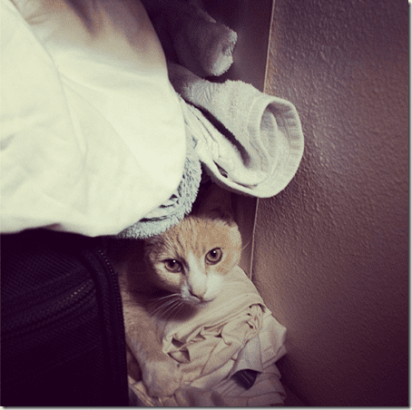 cat in the closet