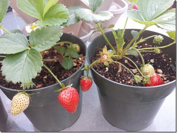 my strawberry plants (800x600)