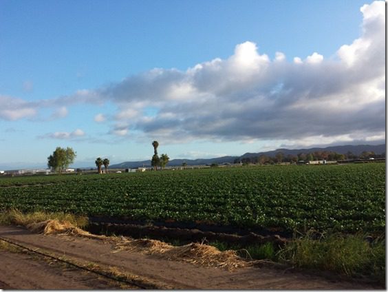 running around orange county long run marathon (800x600)