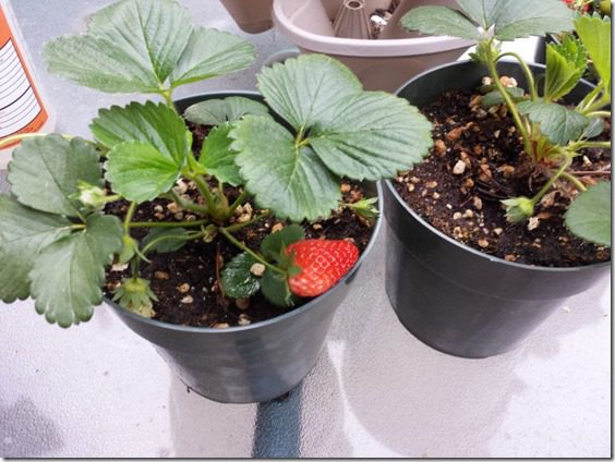 strawberry plant (800x600)