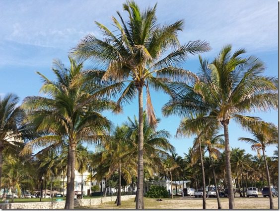 palm trees in miami (800x600)