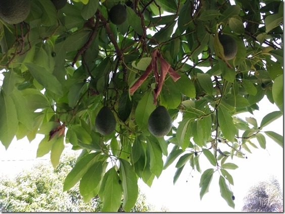 picking avocados (800x600)