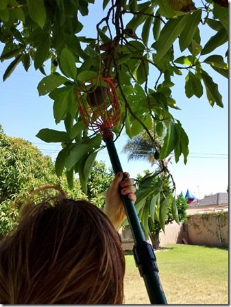 picking avocados at home (600x800)