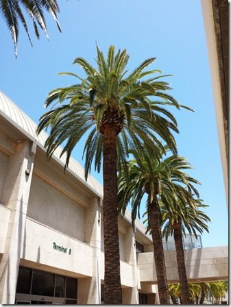 palm trees back home (600x800)