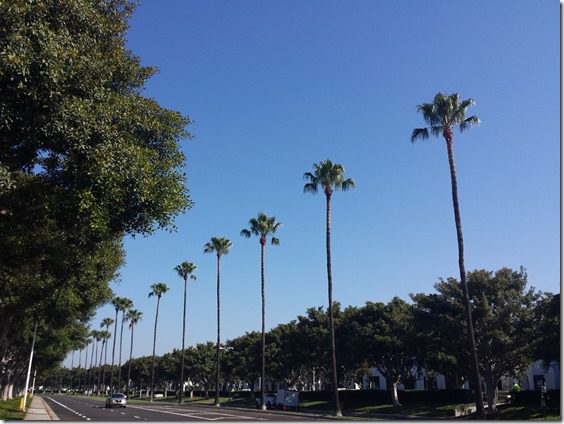 palm trees on run