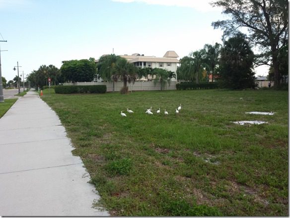 running on marco island florida 5 (800x600)