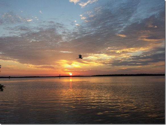 sunrise in florida with bird travel blog (800x600)