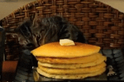 eating pancakes cat[4]
