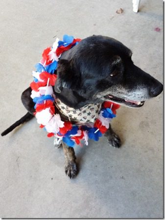 fourth of july dog (600x800)