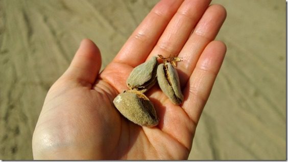 almonds straight from the tree 