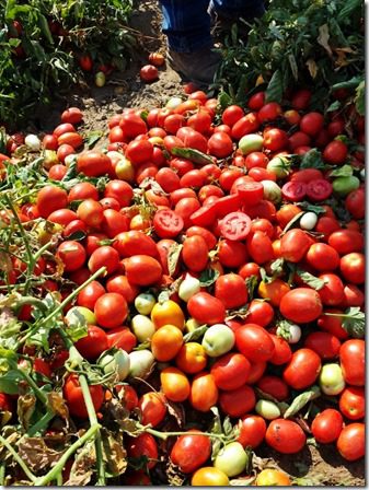 beautiful tomatoes (600x800)