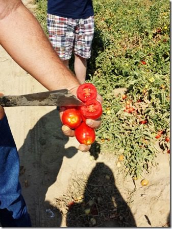 checking out the tomatoes (600x800)