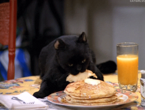 pancakes for cats