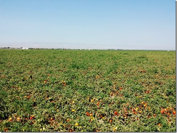 tomato farm fun (800x600) (800x600)