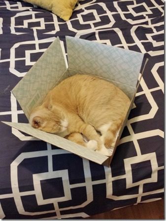 cat in a box orange (600x800)