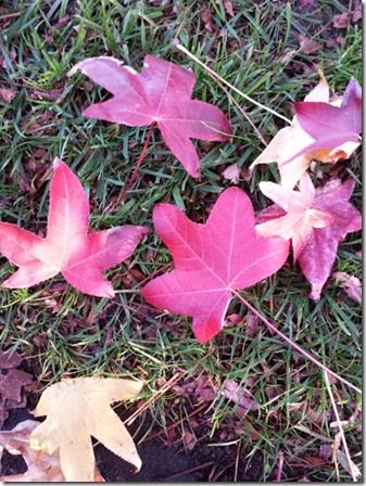 fall leaves