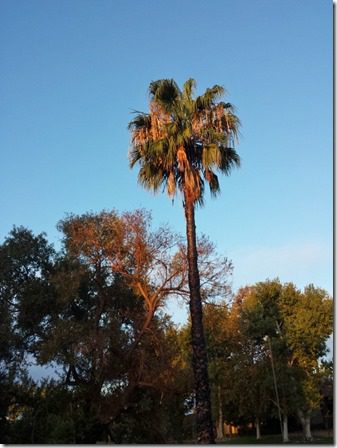 palm trees (600x800)