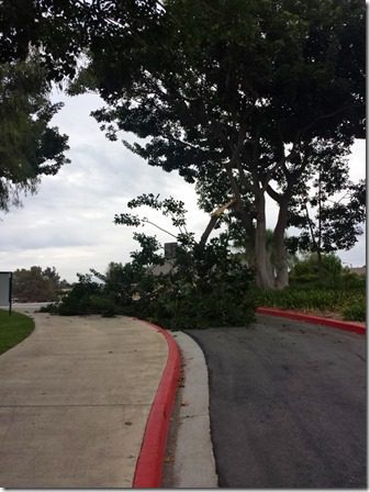 tree down (600x800)