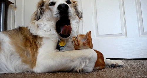 cat and dog tongue[3]